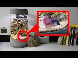 5lt Kavanozdan Dekoratif Nano Akvaryum Olurmu Nasil Yapilir Beta Baligi Ekleme Part 2 Youtube Beta Baligi Kavanozlar Beta