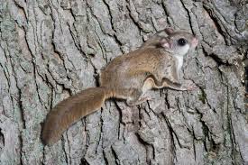 Image result for squirrel