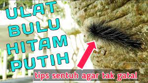 Ulat bulu amat berbahaya kepada anak yang masih kecil. Ulat Bulu Hitam Boleh Sentuh Ka Tak Gatal Ka Sentuh Youtube