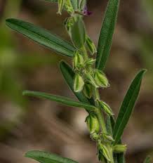 Image result for Polygala erioptera