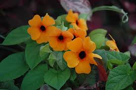 Image result for Thunbergia stelligera