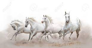 Purebred white arabian horse running in a paddock in doha city center, capital of qatar. Beautiful White Arabian Horses Running Over A White Background Stock Photo Picture And Royalty Free Image Image 73391713