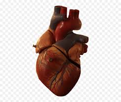 Make it bloody, make it stone as long as my heart returns home. Download Free Png Heart Transparent Human Picture 1694335 Real Heart Picture No Background Free Transparent Png Images Pngaaa Com