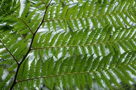 Image result for Cyatheaceae