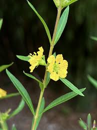 Image result for Heimia salicifolia