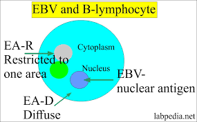 The kissing disease is a contagious sickness caused by the epstein barr virus, which is transmitted in saliva. Epstein Barr Virus Ebv Infectious Mononucleosis Labpedia Net