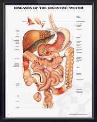 Diseases Of The Digestive System Chart 20x26 Digestive