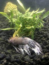 This will work at any time & anywhere, even at piers & other locations. Bloated Pale Betta Dropsy My Aquarium Club