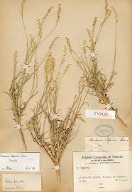 Image result for Anthericopsis sepalosa