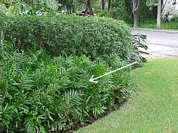 Image result for Microsorum scolopendria