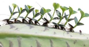 Mother Of Thousands Care How To Grow Kalanchoe Daigremontiana
