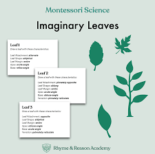 Image result for leaf margin entire