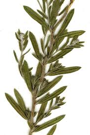 Image result for Pechuel-Loeschea leubnitziae