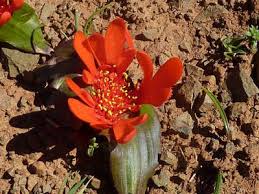 Image result for Daubenya