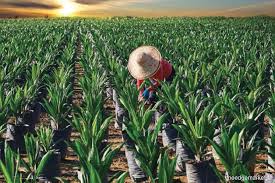 The company operates and manages their plantations and mills as well as the infrastructure to store and transport crude palm oil and palm kernel. Hap Seng Plantations Buys 55 Of Smaller Rival Kretam The Edge Markets