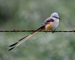 Birds Native To Oklahoma Pin On Spirit Animals