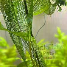 Image result for Najas graminea