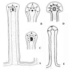 Image result for Lankesteria alba