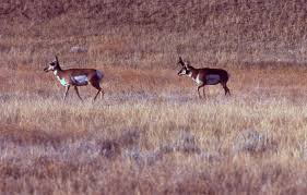 Yellowstone's Photo Collection
