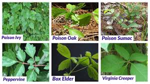 They may end up with a rash from attempting to remove these vines. Facebook