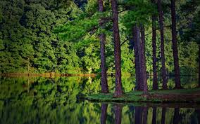 Are you searching for overlays png images or vector? Beautiful Pine Tree Wallpaper 2560x1600 26874