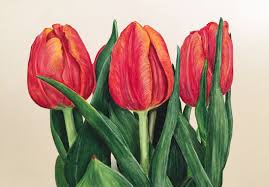 Prismacolor Colored Pencil Tulip Speed Drawing Youtube Flower Drawing Flower Painting Tulip Drawing