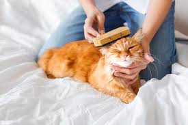 ratgeber haarlinge bei katzen vtg tiergesundheit
