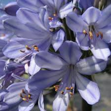 Image result for Agapanthus africanus