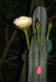 Image result for Cereus jamacaru
