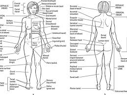A regional atlas of the human body. The Anatomical Regions Of The Body Basic Anatomy And Physiology Body Anatomy Human Anatomy And Physiology
