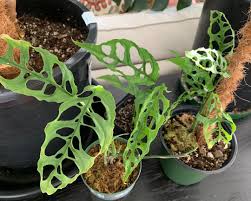 Image result for Monstera