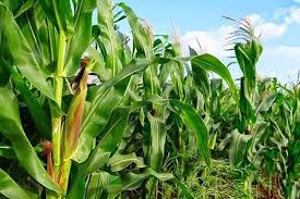 Submitted 4 years ago * by crystalferrai. Corn Farmers Buck Feed Wheat Imports Philstar Com