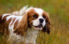 Cavalier king charles spaniel rescue ontario. Cavalier King Charles Spaniel West Highland Terrier Puppies Breeders In Ontario King Charles Dog West Highland Terrier Puppy Cavalier King Charles