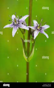 Image result for Swertia erosula