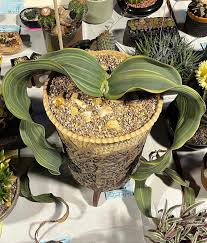 Image result for Uvaria welwitschii