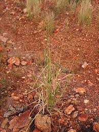 Image result for Panicum nigromarginatum