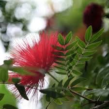 Image result for Grewia inaequilatera