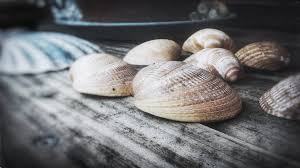 Parlamento europeo: arriva la deroga per le vongole