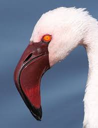 Birds Of South Africa Gauteng Lesser Flamingo Phoenicopterus Minor At Marievale Nature Reserve Gauteng South Africa Nature Birds Flamingo Beautiful Creatures