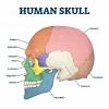 Can you learn the names of your major bones? 1