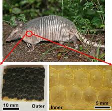 A Tight Fit — Evolution And The Armadillo'S Shell | Wired