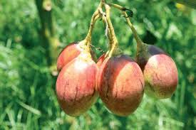 Tomatoes are also used as fresh fruits, and they are cooked and cooked in pickles, chutneys 3) maturity stage: Grafting Tree Tomatoes With Indigenous Trees Hortfresh Journal