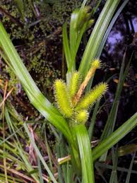 Image result for Carex brassii
