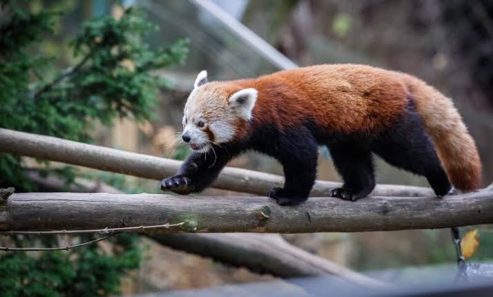 10 Interesting Facts About The Red Panda
