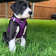 Great dane (father) and bull mastiff (mother) puppies. Great Dane Puppies For Sale Boxer Puppies For Sale Near Me