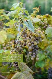 Image result for Uncinula necator