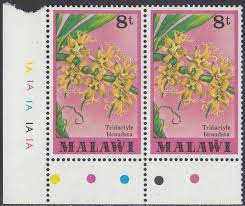 Image result for Tridactyle bicaudata