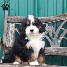 Mini Bernedoodle Puppies For Sale Greenfield Puppies Bernedoodle Bernedoodle Puppy Mini Bernedoodle