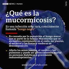 Reportan detección de dos casos de hongo negro en guerrero. Bbc News Mundo Lo Llaman El Hongo Negro Y En India Es Considerado Una Pesadilla Dentro De La Pandemia De Coronavirus Estas Claves Te Ayudaran A Entender Que Es La Infeccion