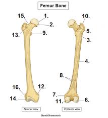 Diagram labeling the structure of a bone. Femur Anatomy Quiz